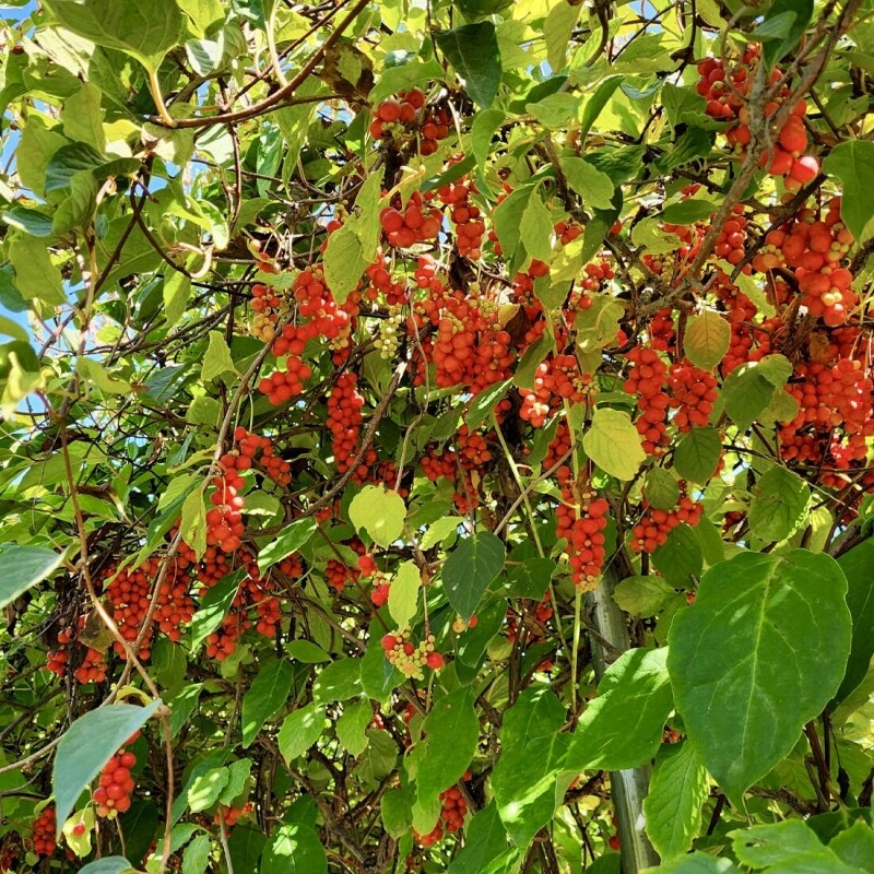 오미자, 오미자청, 생오미자, 생오미자청, 인제푸드, 인제향기, 오지마에이드, 에이드, 대용량오미자, 대용량오미자청, 국내산오미자, 강원도오미자, 인제오미자, 직접재배오미자, 발효오미자, 발효청, 문경오미자